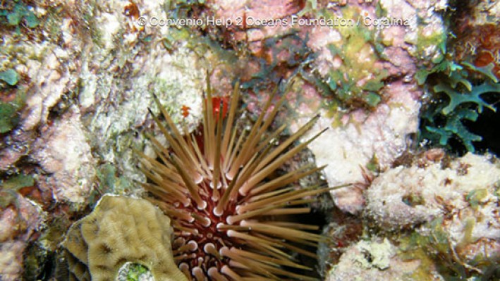 Sea Urchins (42)